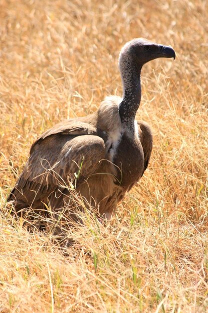 Vogel auf einem grasbewachsenen Feld