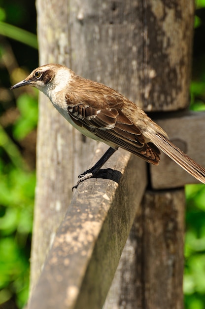 Vogel auf einem Holz