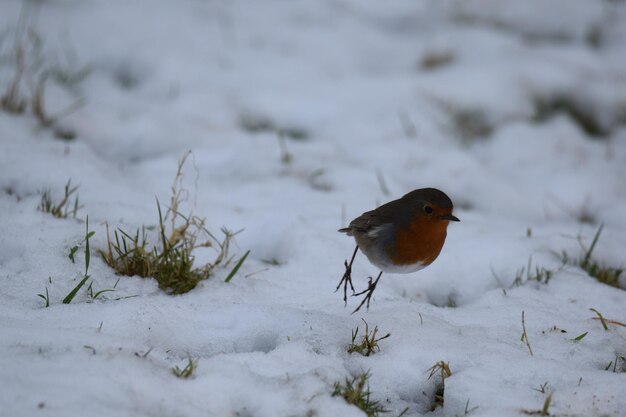 Foto vogel auf einem schneebedeckten feld