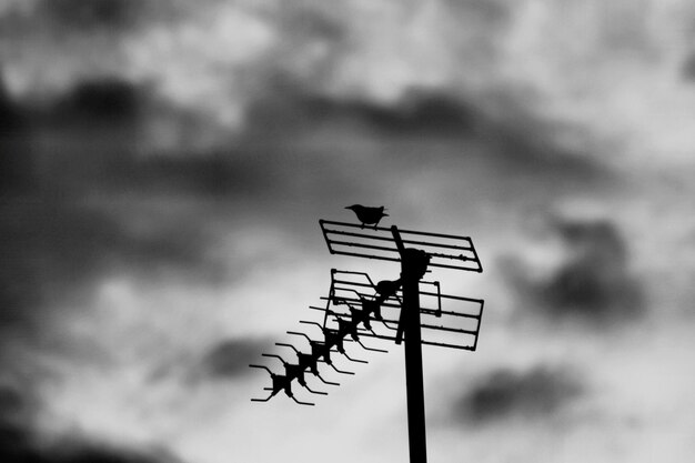 Foto vogel auf einer antenne mit dunklen wolken