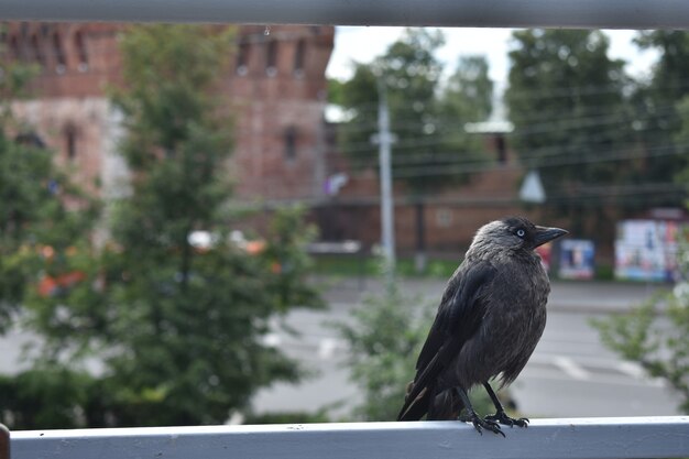 Vogel auf einer Stadtstraße