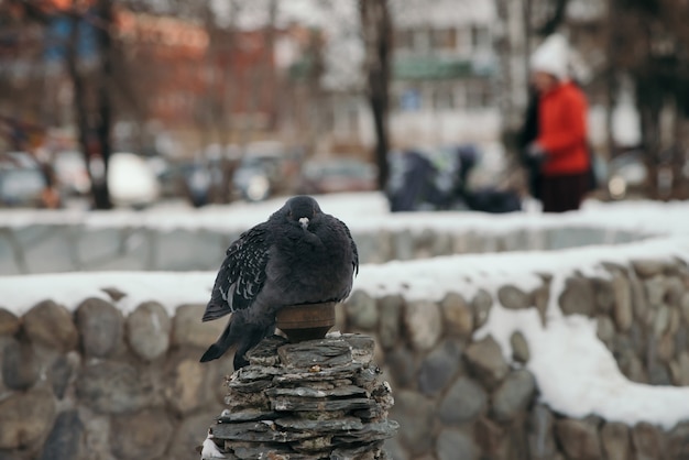 Vogel auf Hintergrund des runden Zauns bedeckt mit Schnee