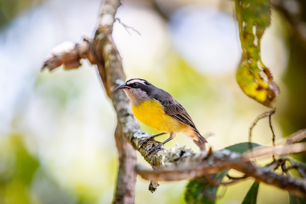 Vogel Bananaquits (Coereba Flaveola), der auf einem Baum in Brasiliens Landschaft steht