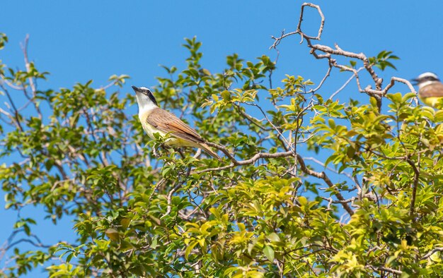 Vogel bemtevi schöner Vogel Ich sah dich zwischen den Zweigen im Sommer von Brasilien natürliches Licht selektiver Fokus