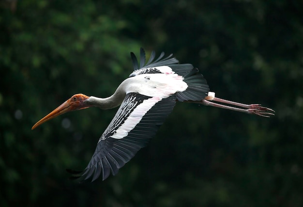 Vogel, der am Himmel fliegt.