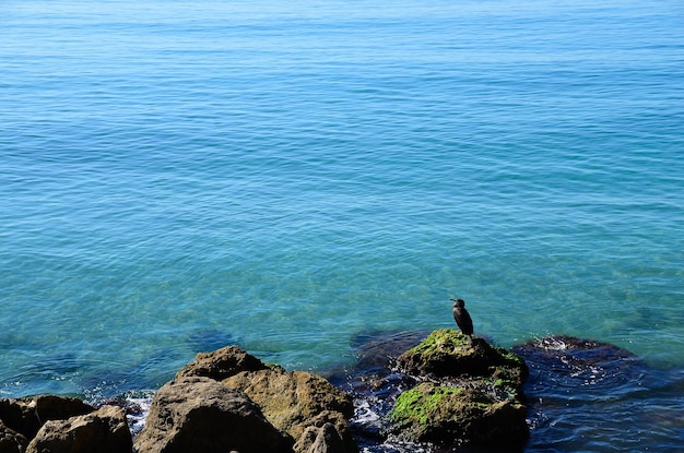 Vogel, der am Meer sitzt