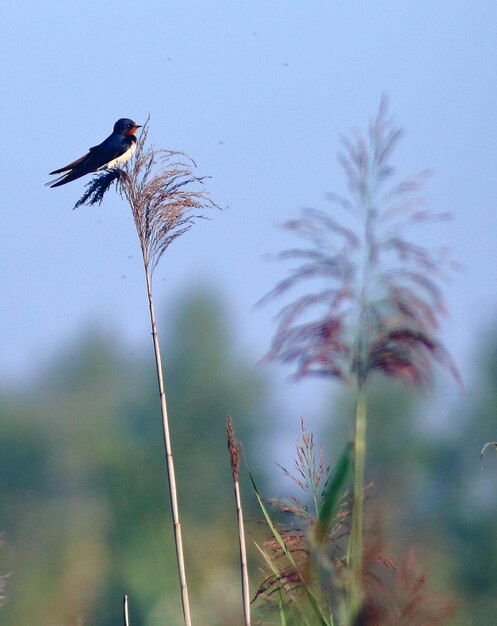 Vogel, der gegen den Himmel fliegt