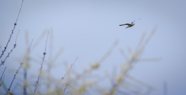 Foto vogel, der gegen den himmel fliegt