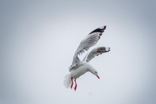 Vogel, der gegen den Himmel fliegt