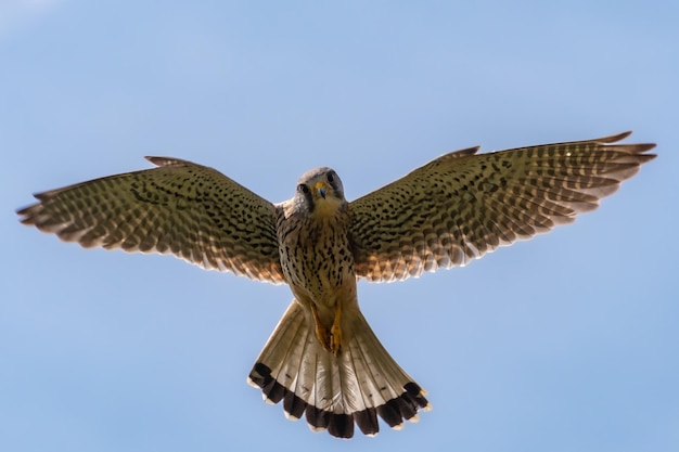 Vogel, der gegen den klaren Himmel fliegt