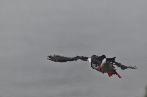 Foto vogel, der im himmel fliegt