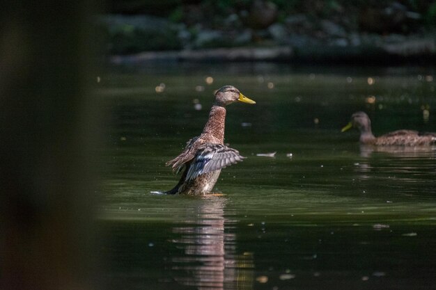 Vogel, der im See schwimmt