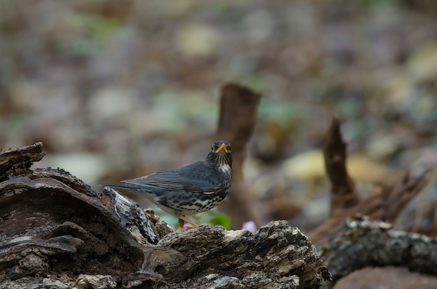 Vogel der japanischen Drossel (Turdus cardis)