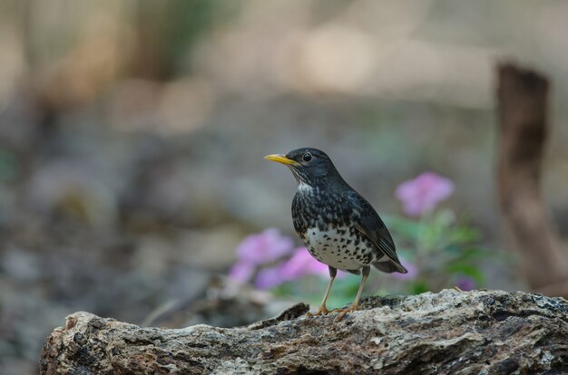 Vogel der japanischen Drossel (Turdus cardis)