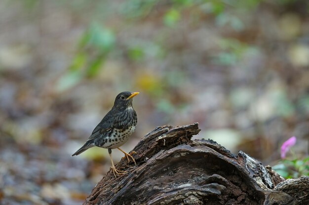 Vogel der japanischen Drossel (Turdus cardis)