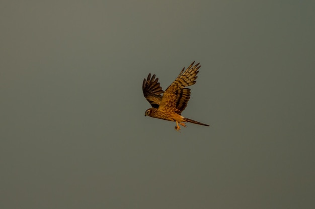 Foto vogel, der über dem himmel fliegt