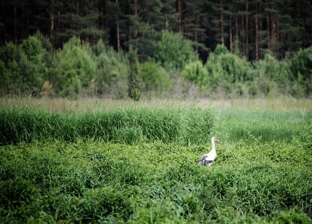 Vogel des weißen Storchs