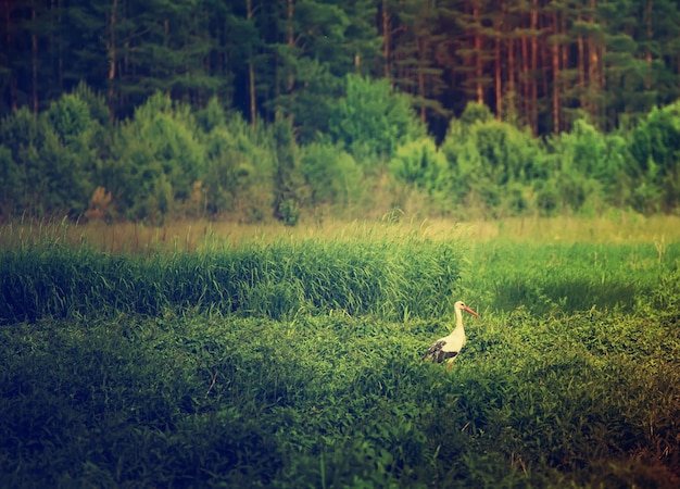 Vogel des weißen Storchs