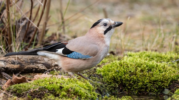 Vogel Eichelhäher Garrulus Glandarius auf einem moosigen Boden.