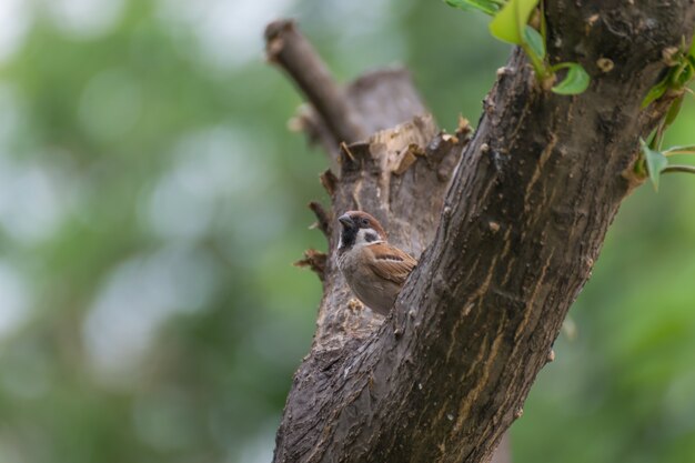 Vogel (eurasischer Baum-Spatz) hockte auf einem Baum im Garten