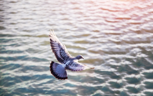 Vogel fliegen auf dem Wasser bei Sonnenuntergang