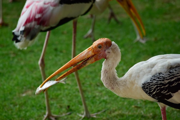 Vogel fliegen