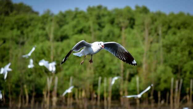 Vogel fliegt am Himmel