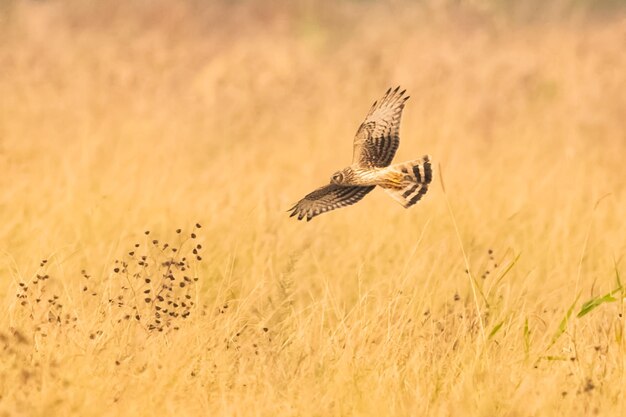 Foto vogel fliegt auf einem feld