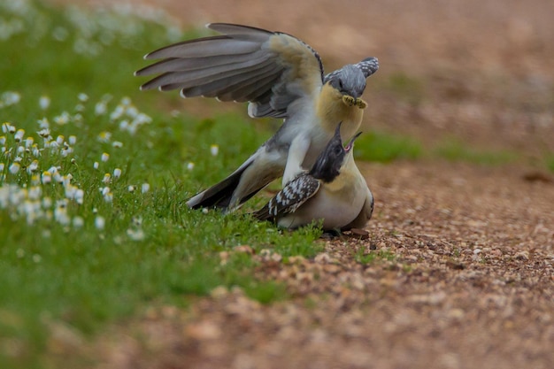 Vogel fliegt auf einem Feld