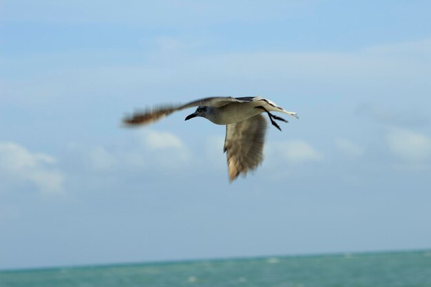 Foto vogel fliegt gegen den himmel