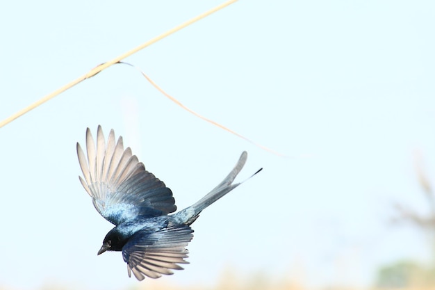 Vogel fliegt gegen einen klaren Himmel