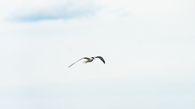 Vogel fliegt in einen blauen Himmel, Anapa, Russland.