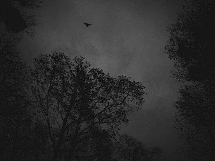 Foto vogel fliegt über bäume gegen den himmel