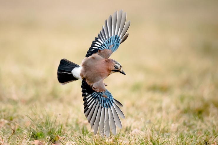 Foto vogel fliegt über das feld