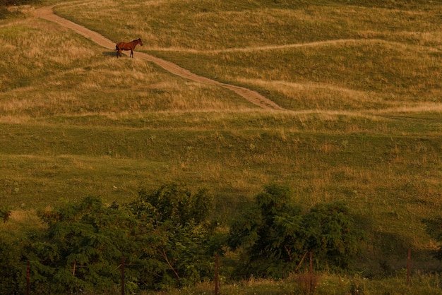 Vogel fliegt über das Feld