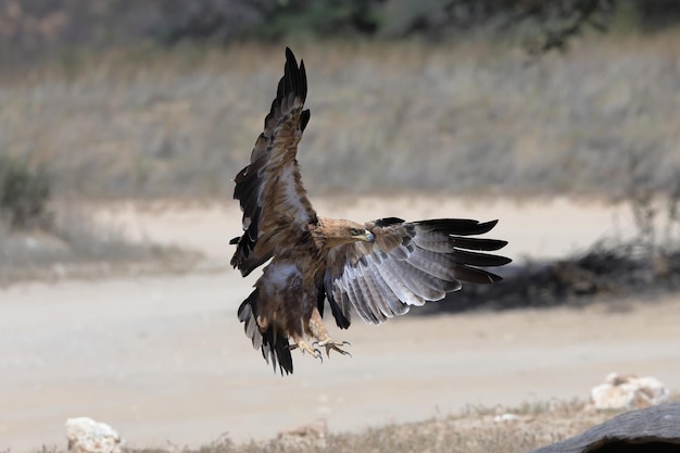 Vogel fliegt über das Feld