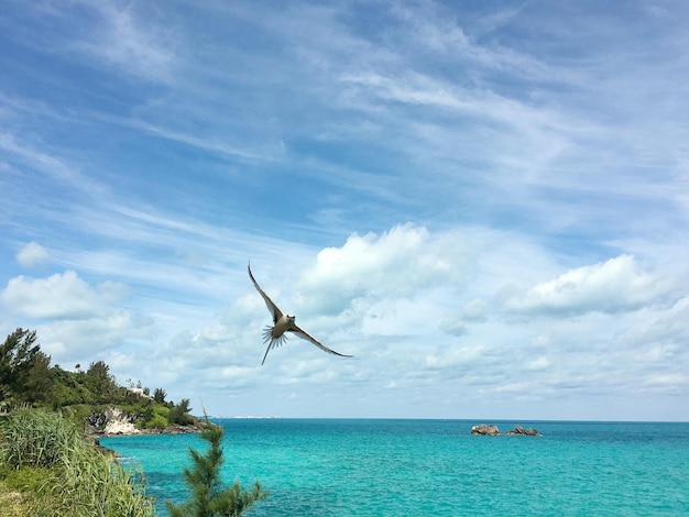 Foto vogel fliegt über das meer gegen den himmel