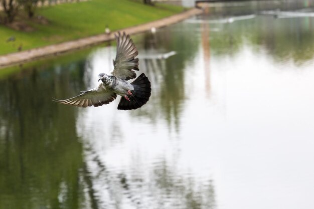 Vogel fliegt über den ruhigen See