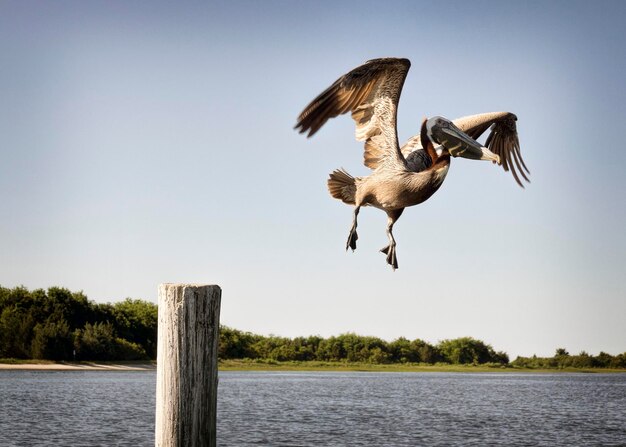 Vogel fliegt über den See vor klarem Himmel