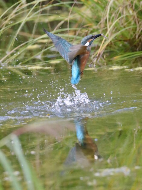 Vogel fliegt über den See