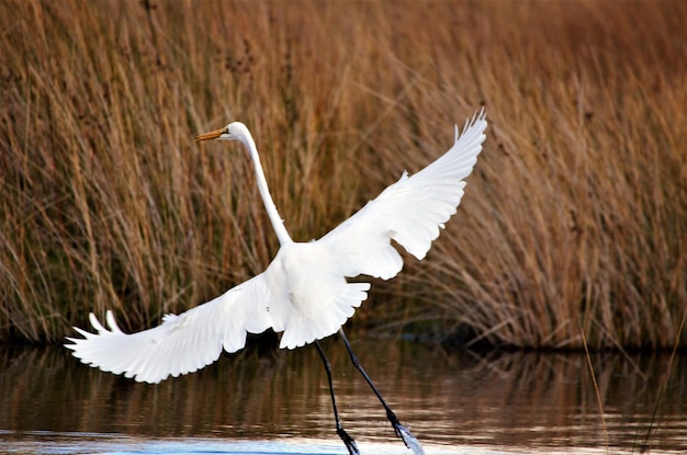 Foto vogel fliegt über den see