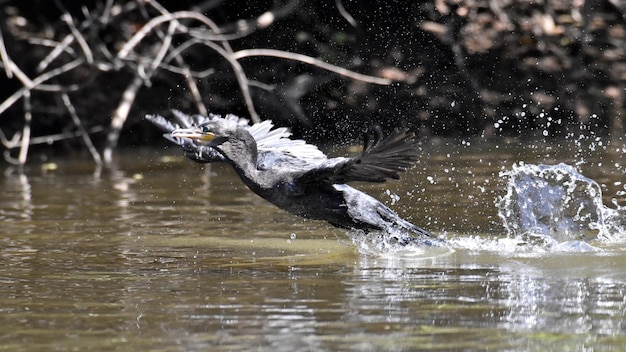 Foto vogel fliegt über den see