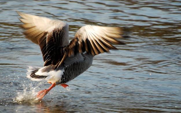 Foto vogel fliegt über den see