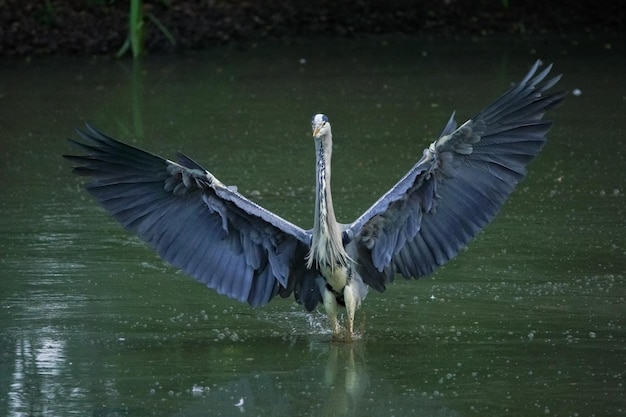 Vogel fliegt über den See