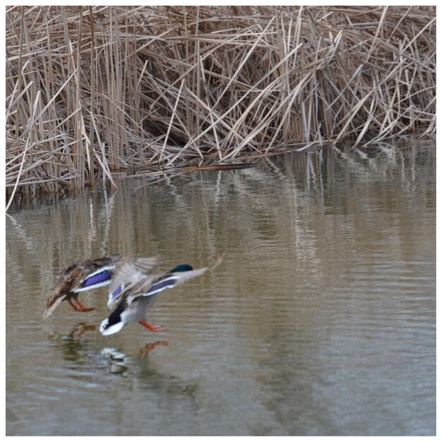 Foto vogel fliegt über den see