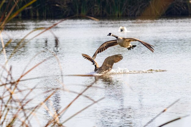 Foto vogel fliegt über den see