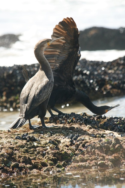 Foto vogel fliegt über den see