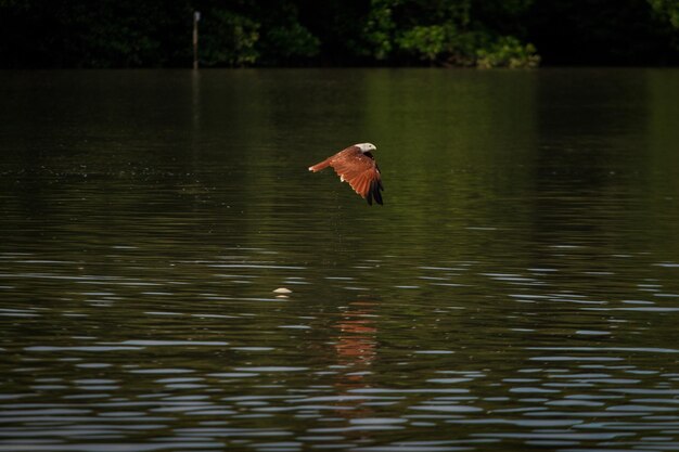 Foto vogel fliegt über den see