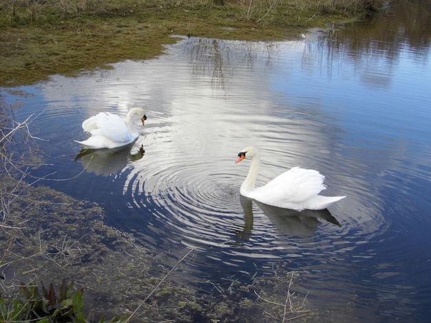 Foto vogel fliegt über den see