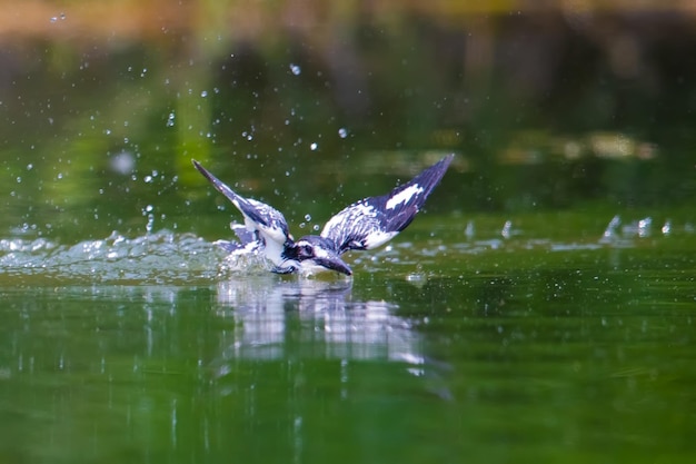 Vogel fliegt über den See